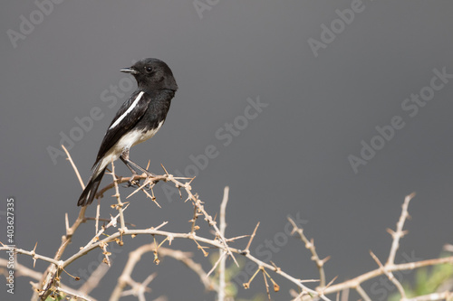 Pied Stonechat, Saxicola caprea rossorum