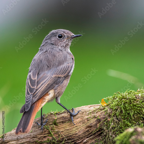 Hausrotschwanz (Phoenicurus ochruros) Weibchen