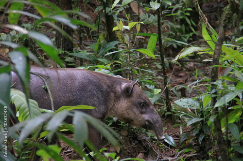 a tapir walking through the rainforest