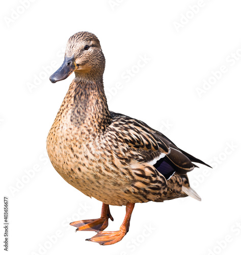 The mallard or wild duck (Anas platyrhynchos), isolated on white background