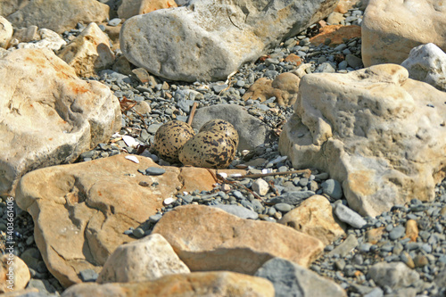 Bird nest. Eurasian oystercatcher, Haematopus ostralegus, simple nest with three brown dotted eggs that are well camouglaged among the stones