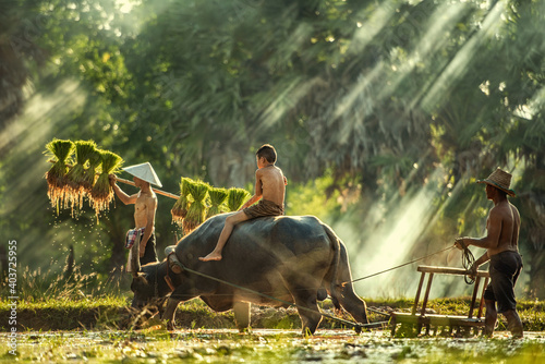 Thailand farmers rice planting and grow rice in the rainy season