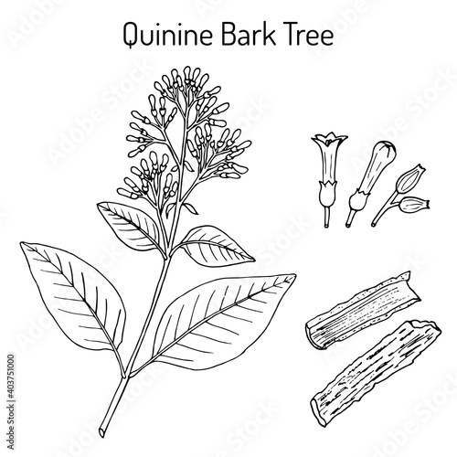 Quinine Bark Tree Cinchona officinalis , medicinal plant