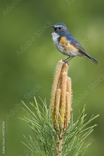 Red-flanked Bluetail, Tarsiger cyanurus