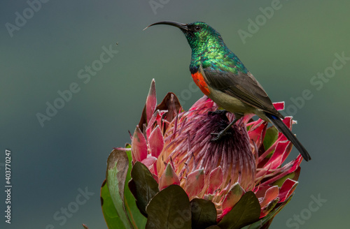 Horizontal colour image of a double collard sunbird male bird on pink protea flower in South Africa