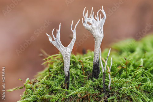 The Candlesnuff Fungus (Xylaria hypoxylon) is an inedible mushroom