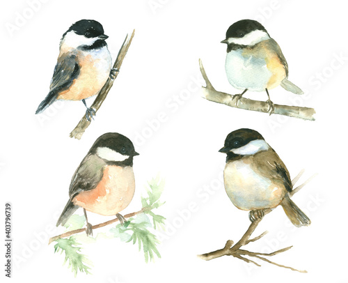 Watercolor bird Chickadee painting set of 4, isolated white background, hand painted