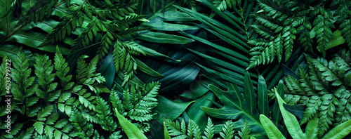 closeup tropical green leaf background. Flat lay, fresh wallpaper banner concept