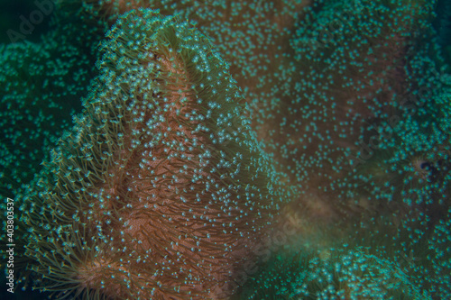 soft coral polyps or Acoel flatworms in the Pacific Ocean. Pacific marine fauna. Koh lippe island