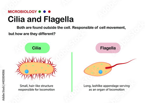 Biology diagram present different of cilia and flagella in eukaryote and prokaryote organism