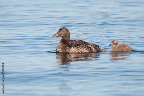 Common Eider, Eider, Somateria mollissima ssp. borealis