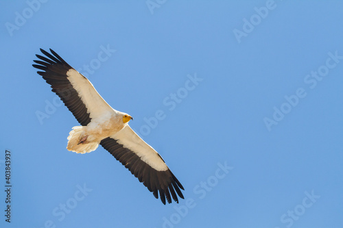 Egyptian Vulture; Neophron percnopterus