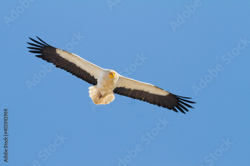 Egyptian Vulture; Neophron percnopterus