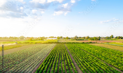 Beautiful landscape of farm fields. Cultivation of crops, production of food and raw materials. Top view of the countryside. Agriculture land and farming. Pepper plantation, leek, cabbage