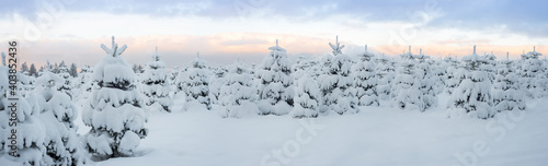 Snow covered Christmas tree plantation in the low mountain range, Rothaargebirge, Germany