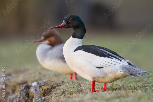 Grote Zaagbek, Goosander, Mergus merganser merganser