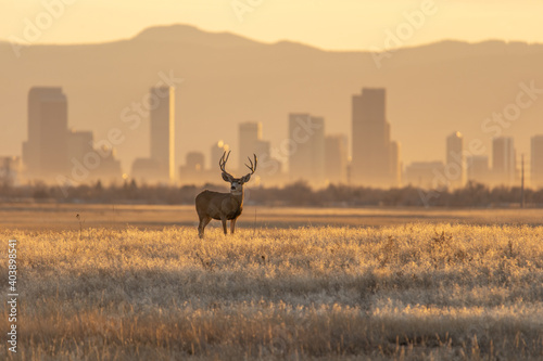 Mule deer against a background of Denver skyline