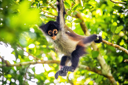 Cute adorable spider monkey close up natural habitat in jungle