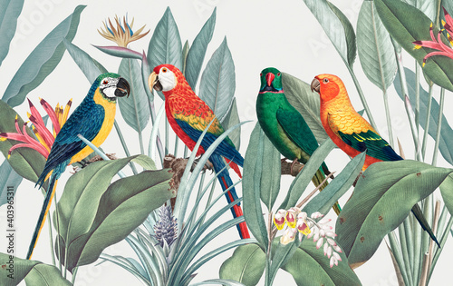 Colorful macaws with tropical background illustration