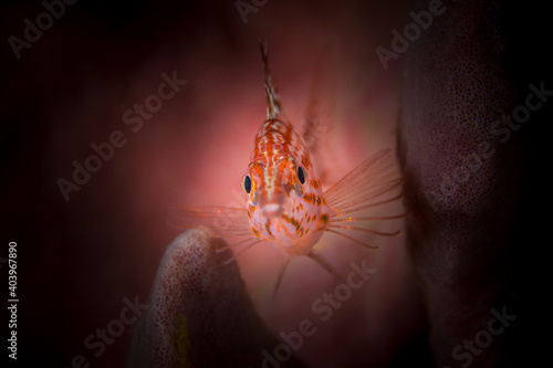 Longnose hawkfish resting on barrel sponge