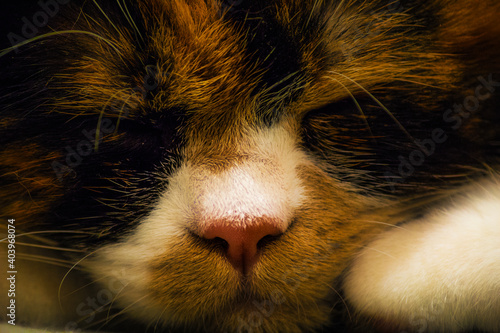 Bliski portret śpiącego kotka perskiego tricolor 