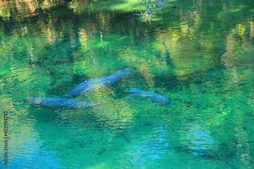 Manatees in Blue Spring State Park in Florida