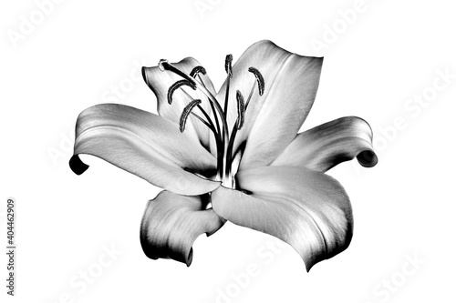One silver lily flower on white background isolated close up, beautiful black and white single lilly, shiny gray metallic floral pattern, monochrome design element, illustration, vintage decoration