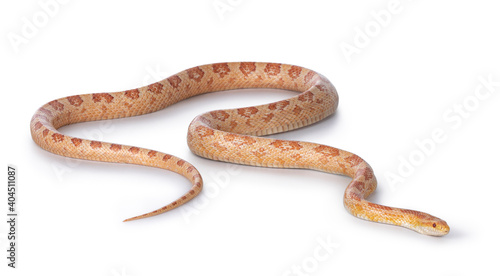 Adult Amel Cornsnake aka Elaphe guttataor Pantherophis guttatus snake. Full body shot on white background.