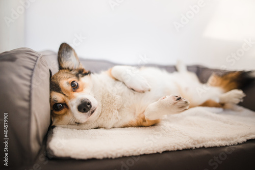 sable welsh corgi pembroke cute dog lying down on a dog sofa, in the apartment, relaxed