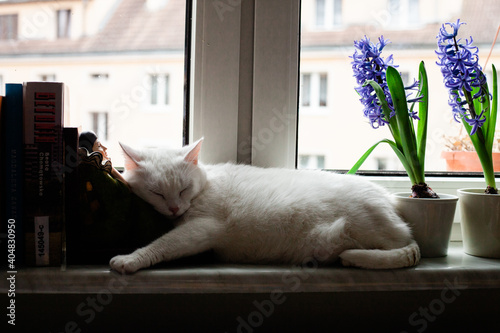 Biały kot śpiący na parapecie