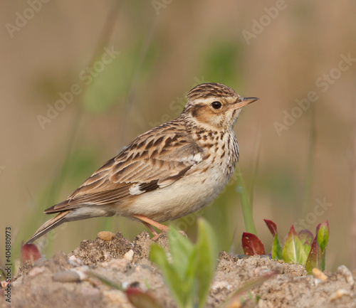 Boomleeuwerik, Woodlark, Lullula arborea