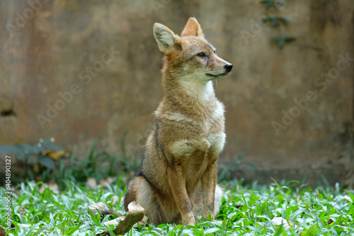 Different actions of the golden jackal during the day. Golden jackal siting on lawn