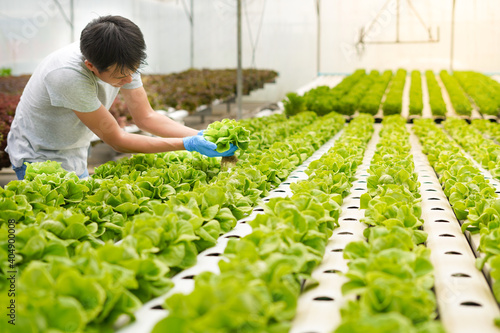 Farmer harvest or inspect farm products quality and fresh vegetables in greenhouse or organic farm with happy for food supply chain and delivery to customer as hydroponic farm and agriculture concept