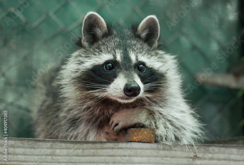 Portrait of the racoon in the aviary