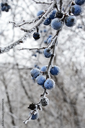 Icing covered fruit of on naked branch of blackthorn shrub, also called sloe, latin name Prunus Spinosa, during frosty winter season.