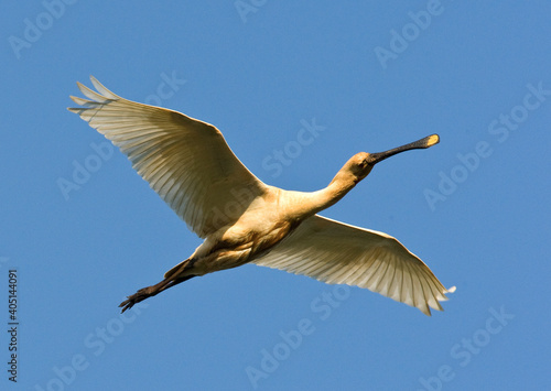 Lepelaar, Eurasian Spoonbill, Platalea leucorodia