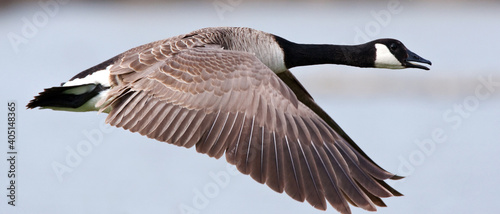 Canadese Gans; Greater Canada Goose, Branta canadensis