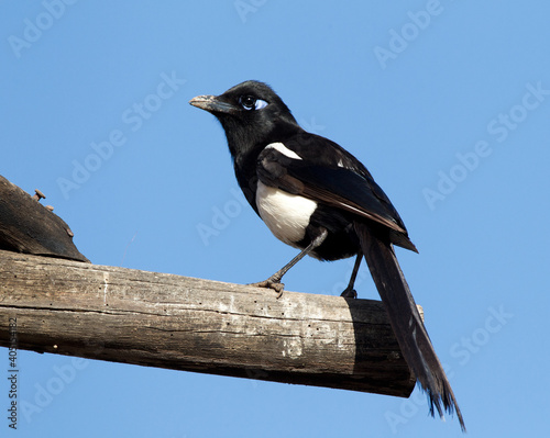 Maghreb Ekster, Maghreb Magpie, Pica mauritanica