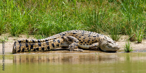 Zoutwaterkrokodil, Saltwater Crocodile, Crocodylus porosus