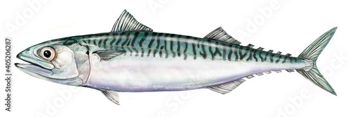 a realistic illustration of mackerel (Scomber scombrus).