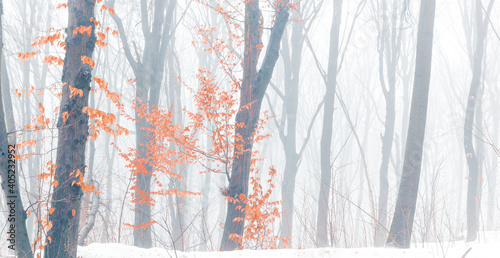 Wide panorama of snowy forest at foggy winter day with tonal perspective and contrast yellow leaves on foreground.