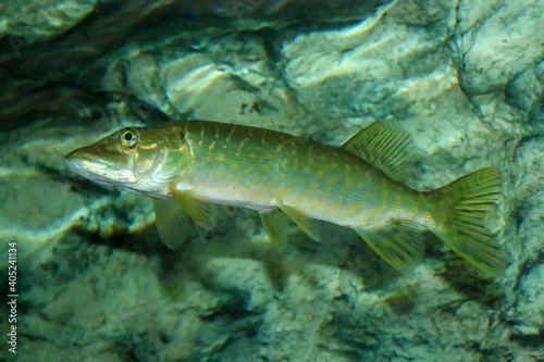 El lucio norteño o lucio (Esox lucius) es una especie de pez carnívoro, especie exótica del río Guadiana (España y Portugal). Son típicas de las aguas dulces y salobres del hemisferio norte.