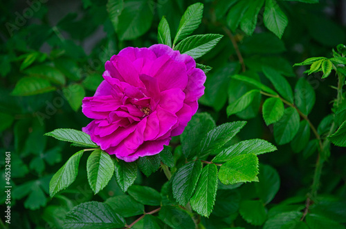 Closeup shot of blooming pink Hansa Rose with leaves in the garden