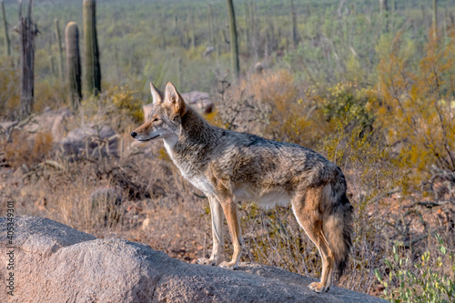 Coyote Alert atop a Boulder in the Arizona Desert