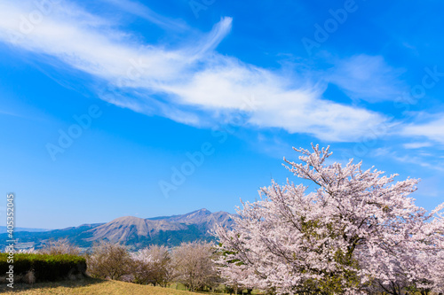 阿蘇山・阿蘇五岳を背景に春風空をイメージに最高に美しい桜の花 日本 熊本県南阿蘇2020年春撮影 The most beautiful cherry blossoms with the image of the spring breeze against the backdrop of Mt. Aso and Mt. Aso Japan, Kumamoto Minamiaso2020