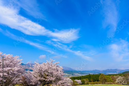 阿蘇山・阿蘇五岳を背景に春風空をイメージに最高に美しい桜の花 日本 熊本県南阿蘇2020年春撮影 The most beautiful cherry blossoms with the image of the spring breeze against the backdrop of Mt. Aso and Mt. Aso Japan, Kumamoto Minamiaso2020