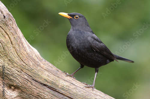 Merel, Common Blackbird, Turdus merula