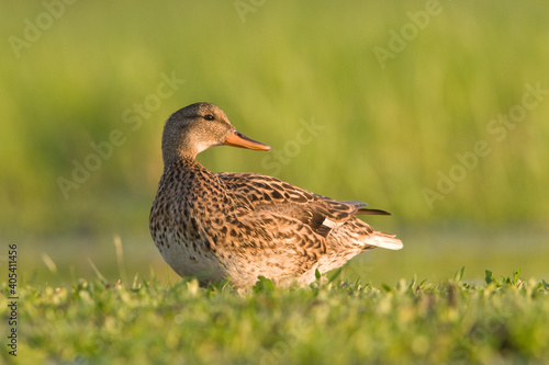 Krakeend, Gadwall, Anas strepera