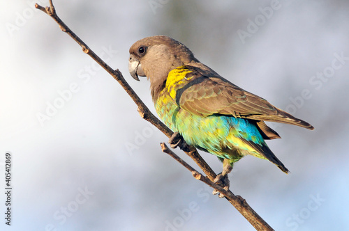 Meyers Papegaai, Meyer's parrot, Poicephalus meyeri