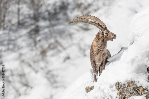 Wonderful portrait of Alpine ibex in winter season (Capra ibex)